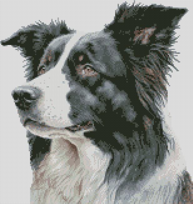 Border Collie Dog 1 Cross Stitch Chart Instant Download PDF Pattern ...