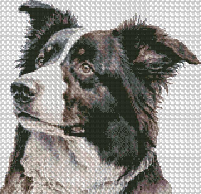 Border Collie Dog 2 Cross Stitch Chart Instant Download PDF Pattern ...
