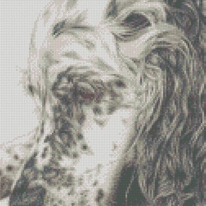 May include: A black and white close-up photo of a dog's face. The dog has long, floppy ears and a soft, furry muzzle.