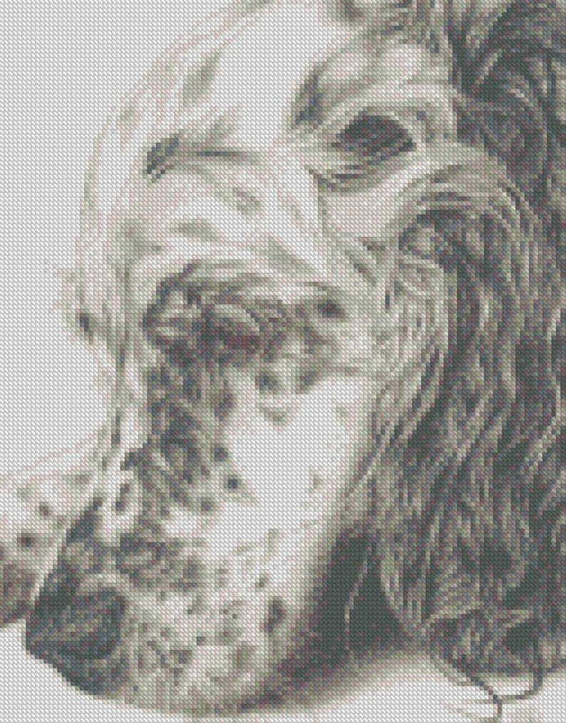 May include: A black and white close-up photo of a dog's face. The dog has long, floppy ears and a soft, furry muzzle.