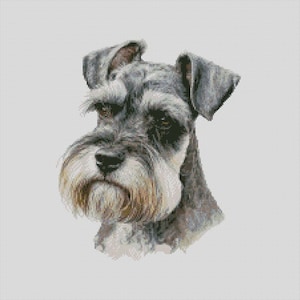 Könnte beinhalten: Ein Nahaufnahmeporträt eines grauen und weißen Zwergschnauzers mit einem ernsten Ausdruck. Der Hund hat ein kurzes, drahtiges Fell und einen langen, buschigen Bart.