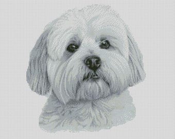 May include: A white fluffy dog with a soft, furry face. The dog has dark eyes and a small black nose. The dog is looking directly at the camera.