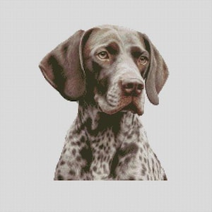 May include: A brown and white German Shorthaired Pointer dog with brown eyes and a spotted coat. The dog is looking to the right of the image.