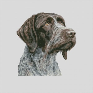 Puede incluir: Un perro Braco Alemán de pelo corto marrón y gris con una mancha blanca en el pecho, mirando hacia la derecha.