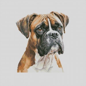 May include: A close-up portrait of a brindle boxer dog with a white chest and muzzle. The dog has a serious expression and its ears are perked up.