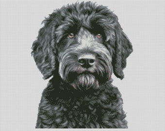 May include: A black and gray doodle dog with curly fur. The dog is looking directly at the camera.