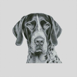 May include: Black and white portrait of a German Shorthaired Pointer dog. The dog has a speckled coat, long floppy ears, and a focused gaze. The image is a close-up of the dog's head and shoulders, set against a plain background.