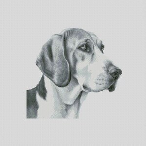 May include: A black and white illustration of a Bloodhound dog with its head turned to the side. The dog has a long, pointed snout and floppy ears.