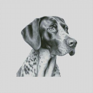 May include: A black and white German Shorthaired Pointer dog with brown eyes looking to the right. The dog has a spotted coat.
