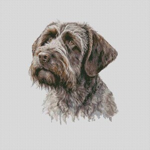May include: A detailed portrait of a Wirehaired Pointing Griffon dog. The dog has a brown and gray coat, with a long, shaggy beard and mustache. The dog's eyes are brown, and it has a serious expression. The background is a plain, light gray.