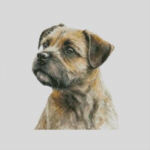 May include: A close-up portrait of a brown and tan Border Collie puppy with a soft, fluffy coat. The puppy is looking to the left with its ears perked up.