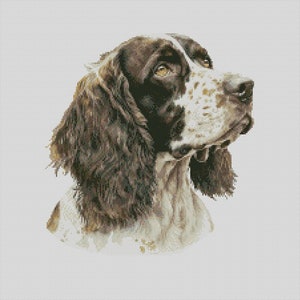 May include: A brown and white Springer Spaniel dog with brown eyes looking to the right. The dog has a white patch on its chest and white markings on its face.