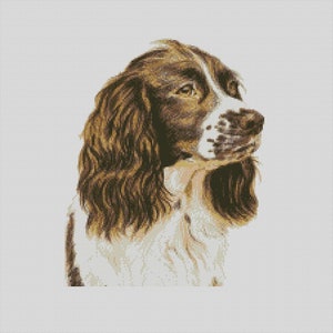Peut inclure: Un chien Springer Spaniel brun et blanc avec de longues oreilles tombantes et une expression douce. Le chien regarde vers la droite de l'image.