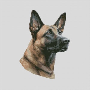 Può includere: Ritratto dettagliato di un cane pastore belga Malinois, che mostra la sua espressione attenta. Il pelo del cane è un mix di marrone e nero, con un muso nero e occhi attenti. Lo sfondo è grigio chiaro, che enfatizza i tratti del cane.