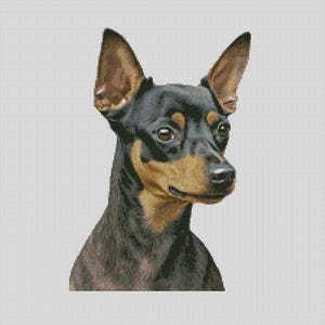 May include: A black and tan Miniature Pinscher dog with brown eyes and a short, smooth coat. The dog is looking to the right of the image.