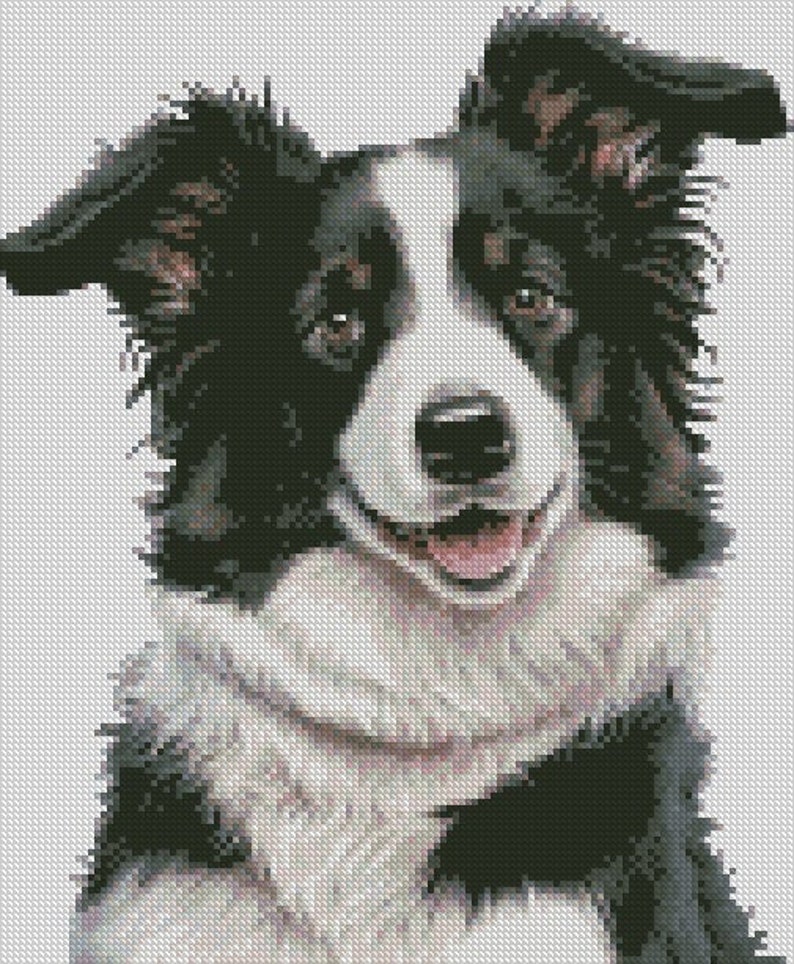 PDF Instant Download Cross Stitch Chart Pattern Border Collie Etsy