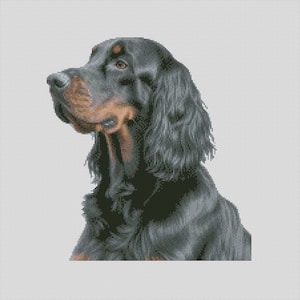 May include: A black and brown Gordon Setter dog with long, flowing black fur. The dog is looking to the left of the image with its head tilted slightly.
