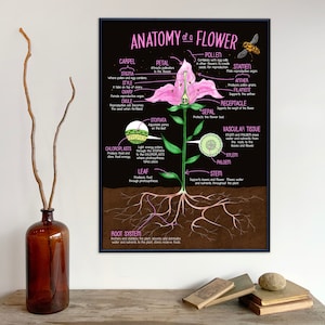 Illustrated Anatomy of a Flower Fine Art Print. Plain Paper, Laminated, or Framed. Multiple Sizes Available.