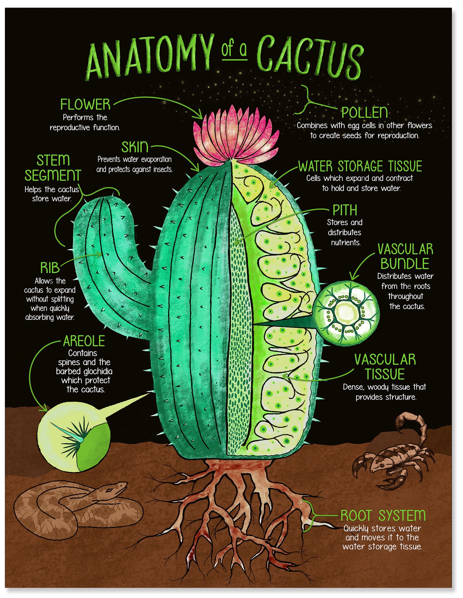 Illustrated Anatomy of a Cactus Fine Art Print. Plain Paper Etsy