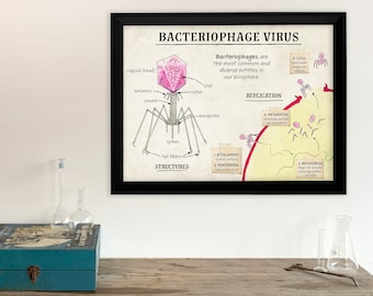 Bacteriophage Virus Cellular Structure Classroom Poster. Fine Art Paper, Laminated, or Framed. Multiple Sizes Available