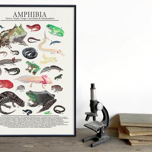 Clase Anfibios: Ranas, tritones, salamandras y más. Póster para el aula de ciencias. Papel para bellas artes, laminado o enmarcado.