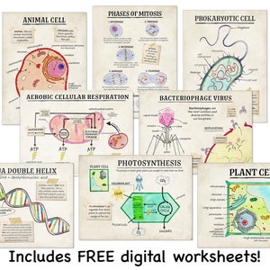 Cellular Structure and Functions Classroom Poster Set. Fine Art Paper, Laminated, or Framed. Multiple Sizes Available