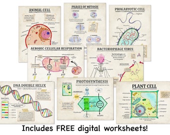 Cellular Structure and Functions Classroom Poster Set. Fine Art Paper, Laminated, or Framed. Multiple Sizes Available