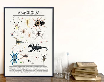 Class Arachnida - Spiders and More - Science Classroom Poster. Fine Art Paper, Laminated, or Framed. Multiple Sizes Available