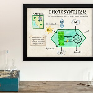 Póster para el aula sobre la función celular de la fotosíntesis. Papel para bellas artes, laminado o enmarcado. Varios tamaños disponibles