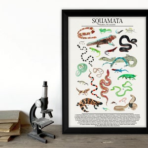 Order Squamata Snakes, Lizards, and More Science Classroom Poster. Fine Art Paper, Laminated, or Framed. Multiple Sizes Available image 3