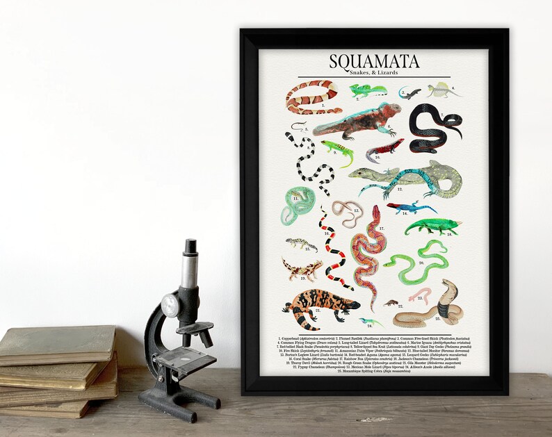 Order Squamata Snakes, Lizards, and More Science Classroom Poster. Fine Art Paper, Laminated, or Framed. Multiple Sizes Available image 3