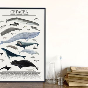 Pedir Cetáceos: ballenas, delfines y más: póster para el aula de ciencias. Papel de bellas artes, laminado o enmarcado. Varios tamaños disponibles