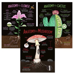 Illustrated Plant Anatomy Fine Art Print Set - Flower, Mushroom, Cactus. Plain Paper, Laminated, or Framed. Multiple Sizes Available.