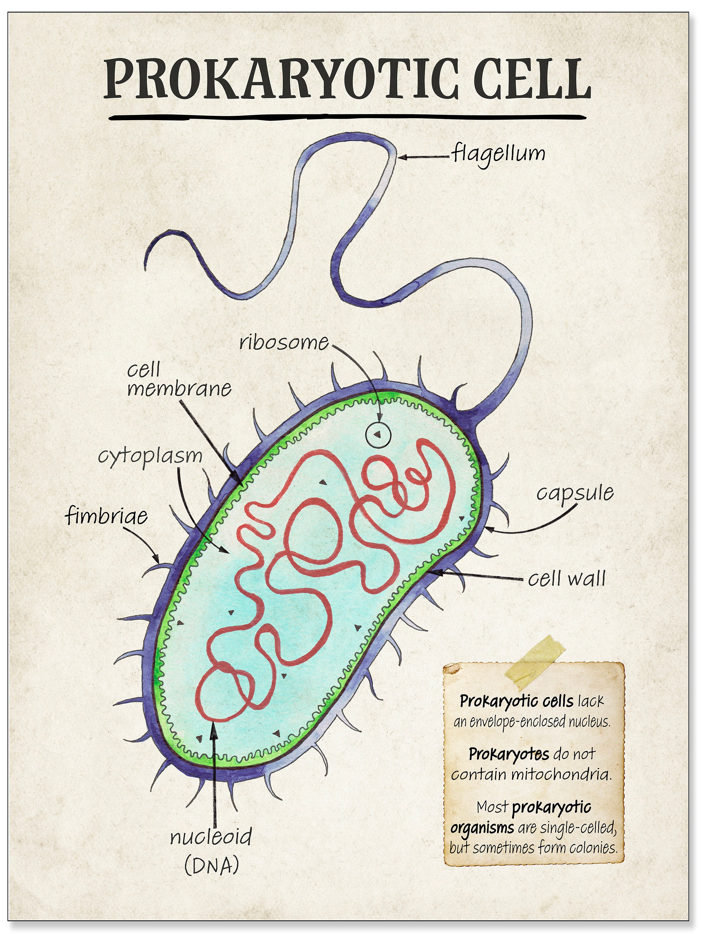 Prokaryotic Cell Cellular Structure Classroom Poster. Fine Art | Etsy