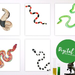 Ormar Tavelvägg Grundskola Naturvetenskapligt Klassrum Digital Nedladdningsbar Paket