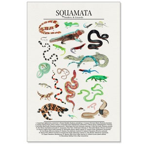 Order Squamata Snakes, Lizards, and More Science Classroom Poster. Fine Art Paper, Laminated, or Framed. Multiple Sizes Available image 2