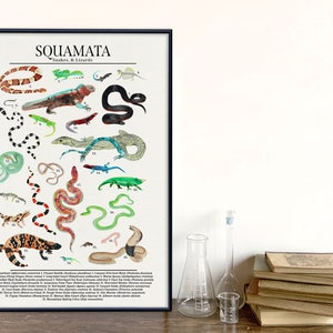 Order Squamata Snakes, Lizards, and More Science Classroom Poster. Fine Art Paper, Laminated, or Framed. Multiple Sizes Available 18 x 24 Framed inches