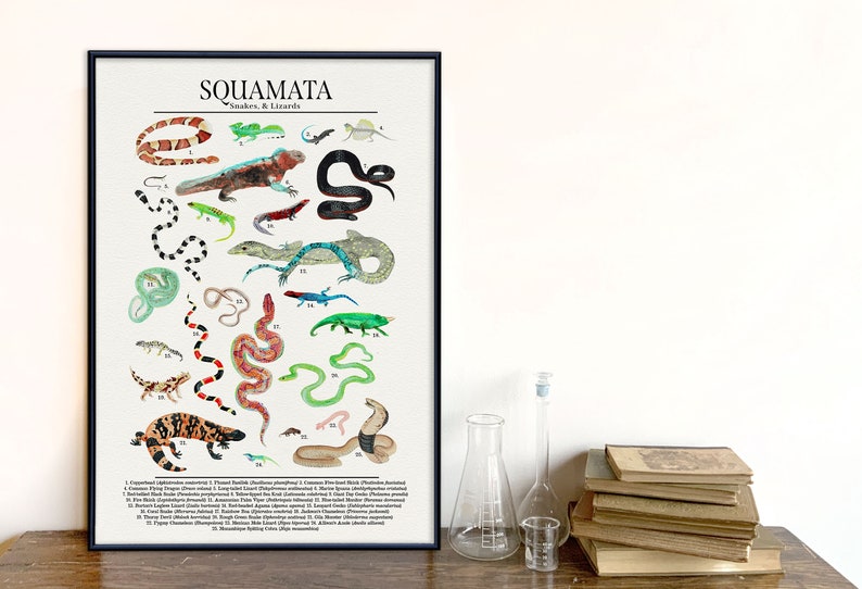 Order Squamata Snakes, Lizards, and More Science Classroom Poster. Fine Art Paper, Laminated, or Framed. Multiple Sizes Available 18 x 24 Framed inches