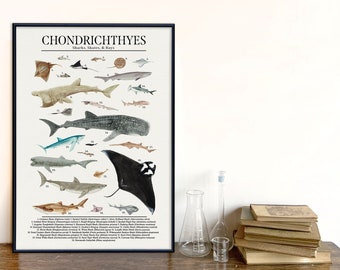 Class Chondrichthyes - Sharks, Rays, and More - Science Classroom Poster. Fine Art Paper, Laminated, or Framed. Multiple Sizes Available