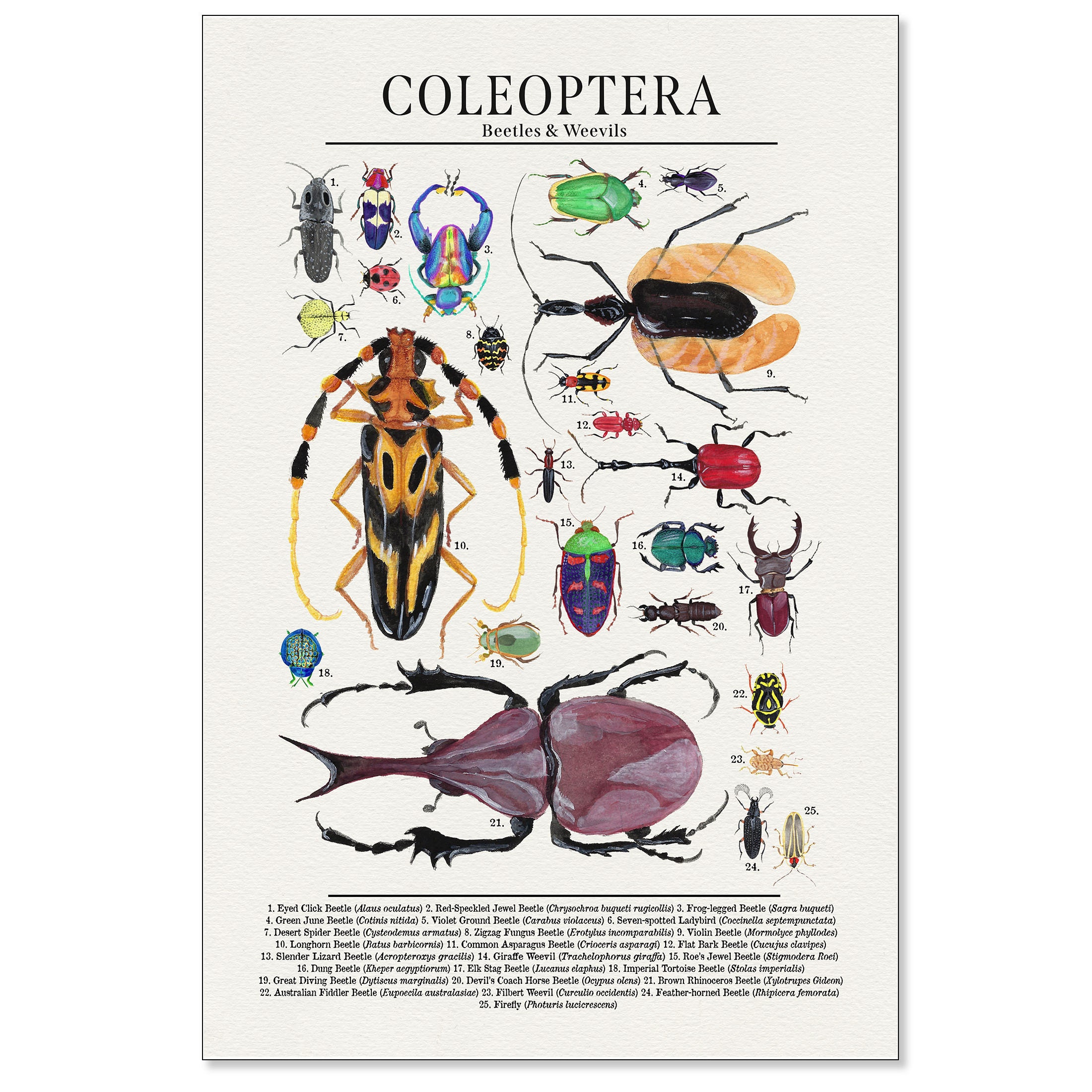 Coleoptera Order Insects Order Coleoptera - Beetles and More - Science Classroom Poster. Fine ...