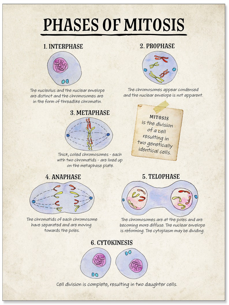 Cellular Structure and Functions Classroom Poster Set. Fine - Etsy