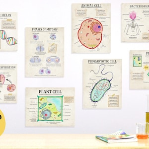 Könnte beinhalten: Eine Sammlung von acht pädagogischen Biologie-Postern mit Diagrammen zur DNA-Doppelhelix, Mitosephasen, Tierzelle, Bakteriophagen-Virus, aerober Zellatmung, Pflanzenzelle und Photosynthese, inklusive eines gelben digitalen Download-Symbols.