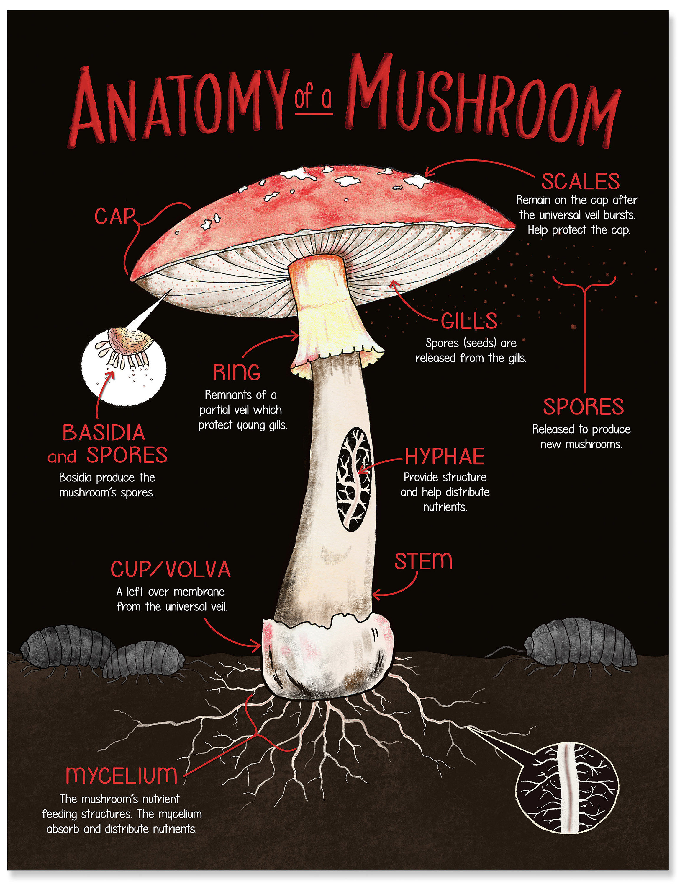 Illustrated Anatomy of a Mushroom Fine Art Print. Plain Paper Etsy
