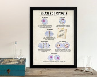 Phases of Mitosis Cellular Function Classroom Poster. Fine Art Paper, Laminated, or Framed. Multiple Sizes Available