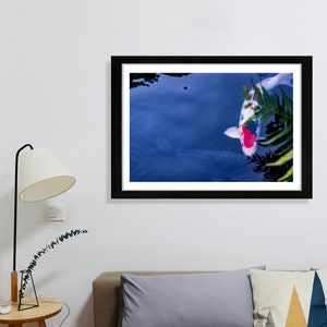 Koi