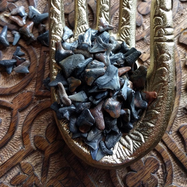 Fossilized Shark Teeth Organic Ocean Totem for Crystal Grids Untreated Natural Tooth Stone Bone Mineral Specimen Assorted Mix Set of 3 Teeth