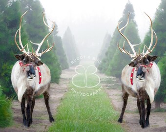 Christmas Tree Farm Reindeer Digital Background