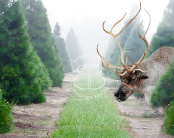 Christmas Tree Farm Reindeer Digital Background