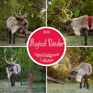 Magical Reindeer Digital Background Collection {4 jpg downloads}