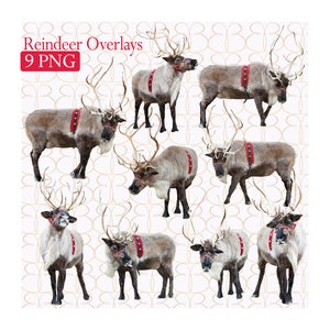 Digital Reinder Overlays {9} + Bonus Christmas Tree Farm Background!